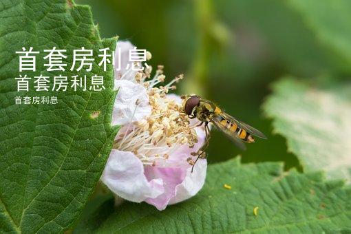 三套房不是房贷利率上浮标准的下调与应对措施有关