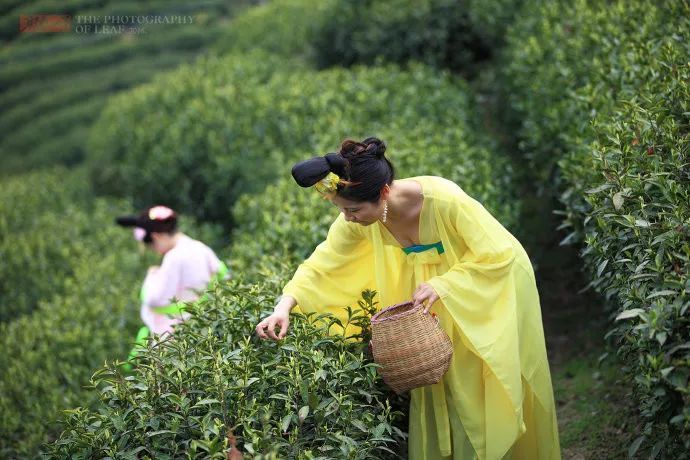 武夷山南源岭卖茶叶_武夷源茶叶价格_武夷源茶叶怎么样