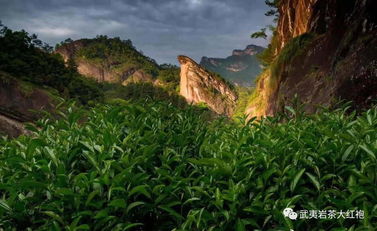 武夷山南源岭卖茶叶_武夷源茶叶价格_武夷源茶叶怎么样