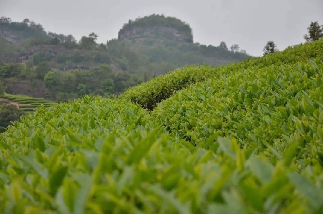 武夷源茶叶怎么样_武夷山南源岭卖茶叶_武夷源茶叶价格