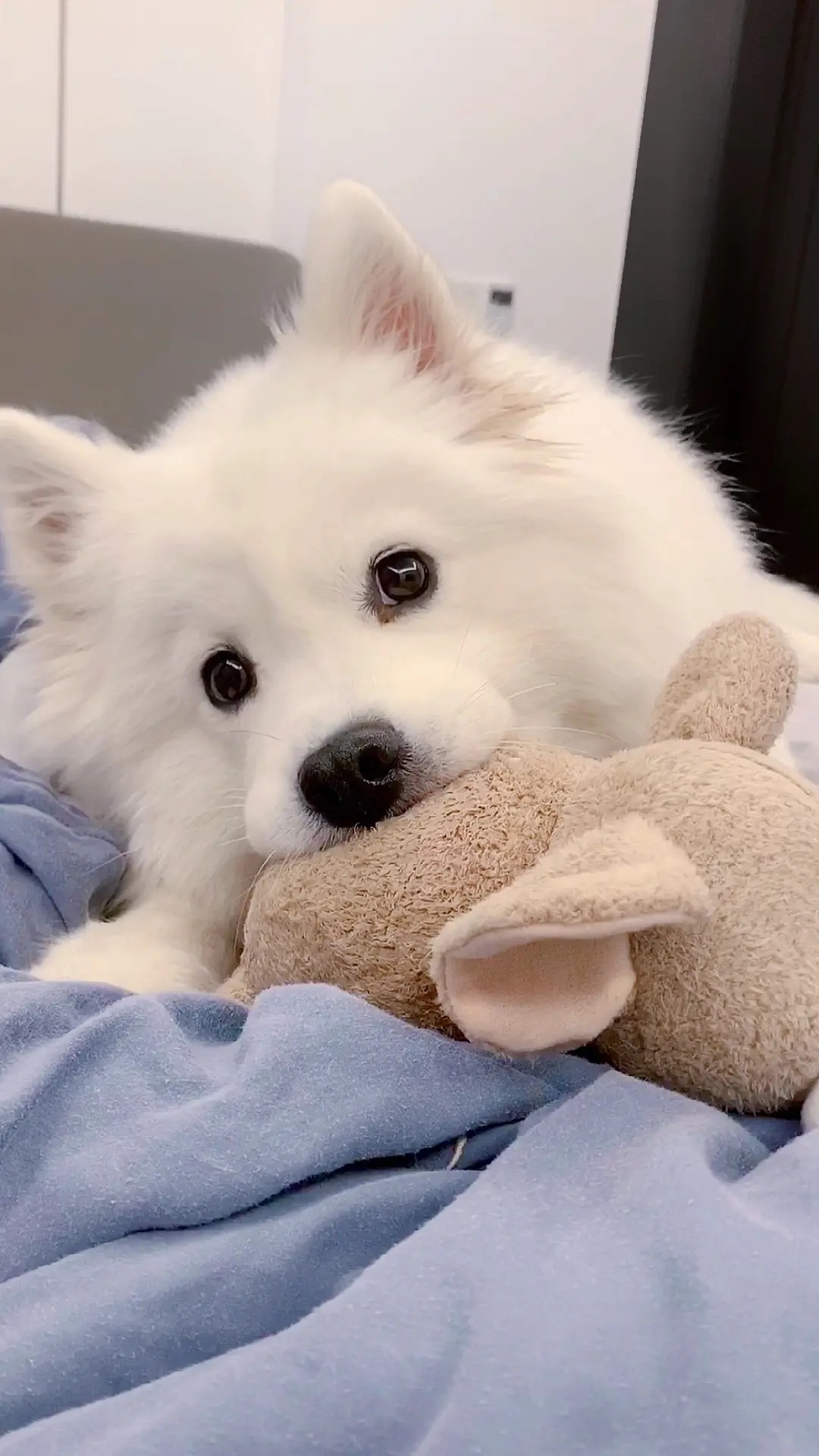 阿拉斯加犬价格幼犬_红色阿拉斯加幼犬_红色阿拉斯加幼犬